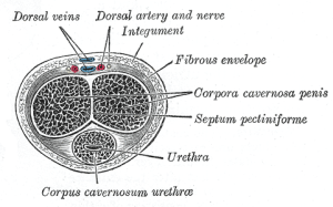 Venus Leakage in Penis Image