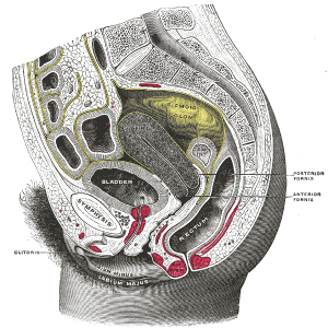 female sexual organ image