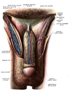 male sexual organ image