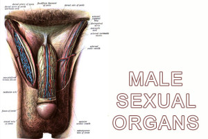 male sexual organ image