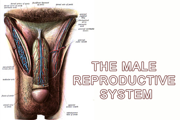 Erectile Dysfunction Help Center In Beverly Hills