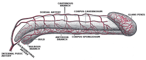 venous leakage image