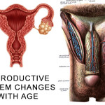 Reproductive System Changes with Age