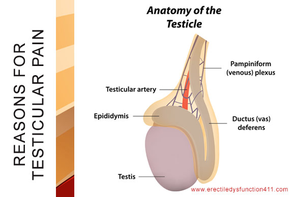 Reasons for Testicular Pain